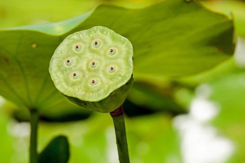 Nature-Inspired Crafts